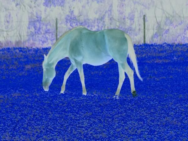Sininen hevonen laiduntaa sinisellä niityllä.